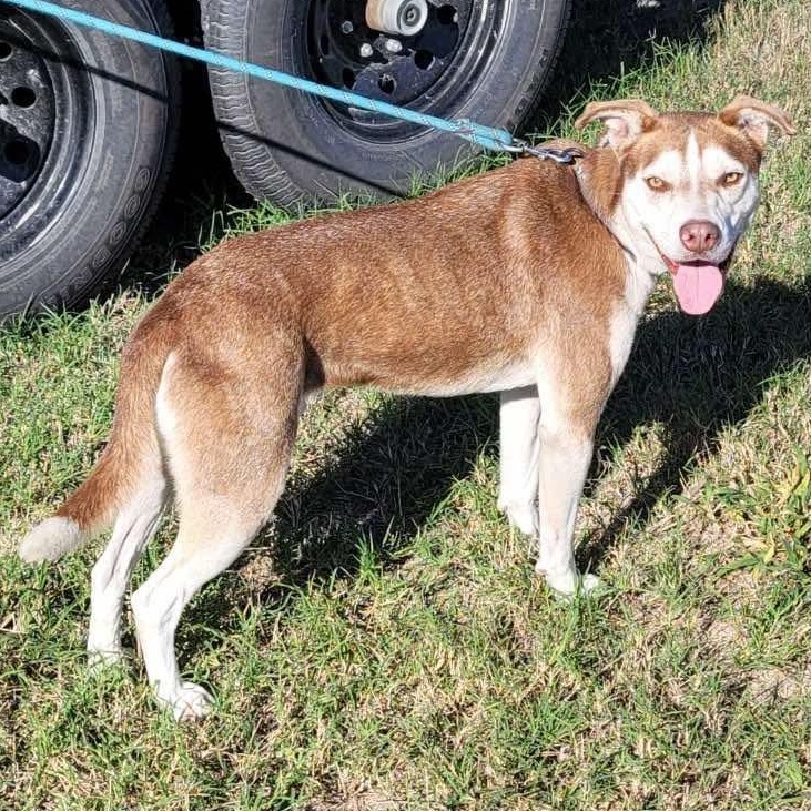 Dug, a Adoptable mixed breed in New York, NY image 2/6