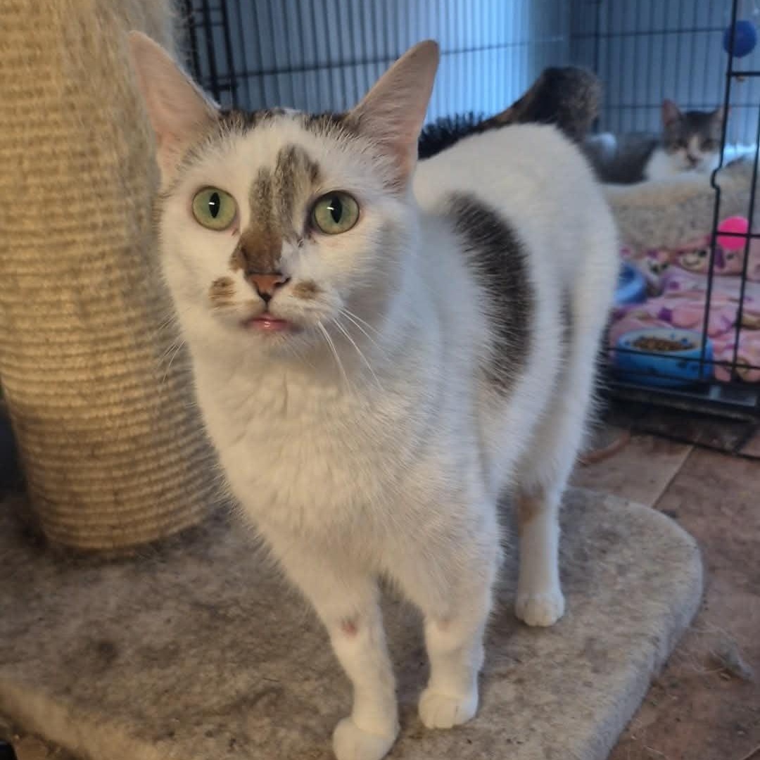 Enlarge Smudge, a ADOPTABLE Domestic Short Hair in Chatham, ON image 3/3