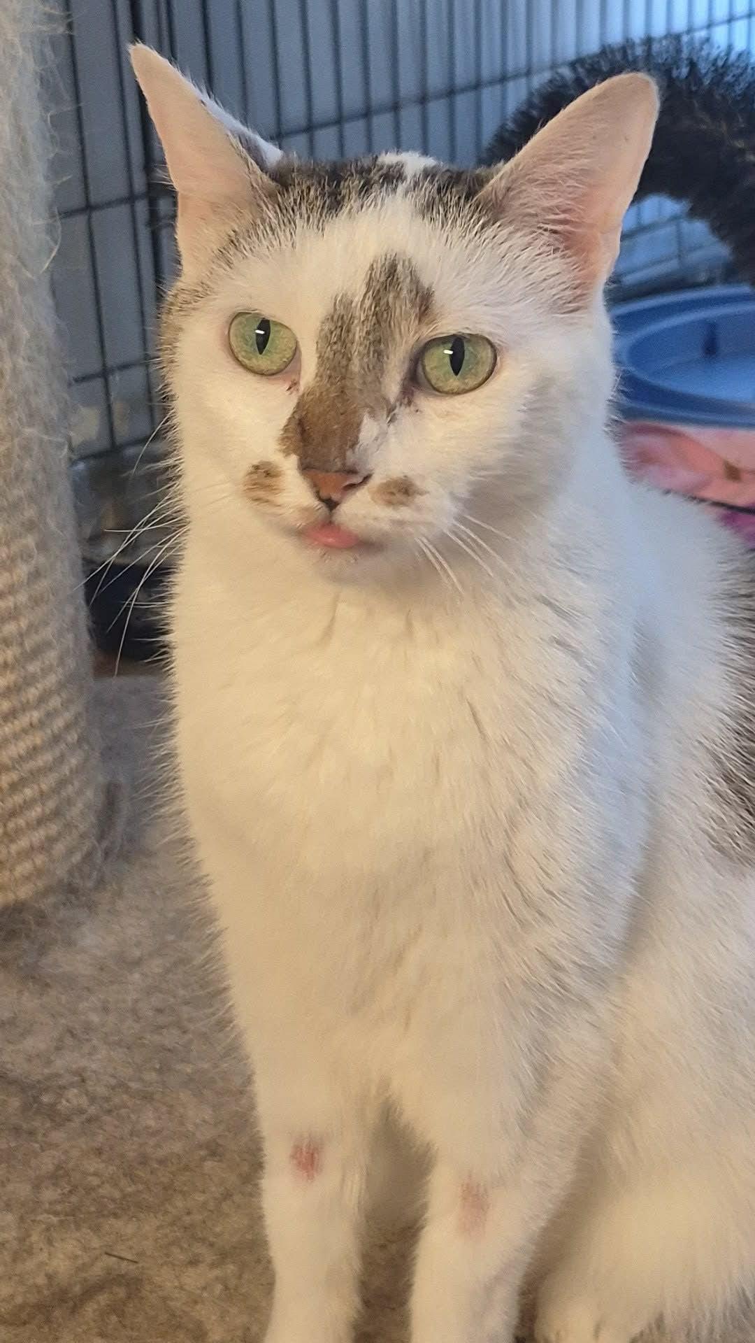 Smudge, ADOPTABLE, Adult Female Domestic Short Hair.