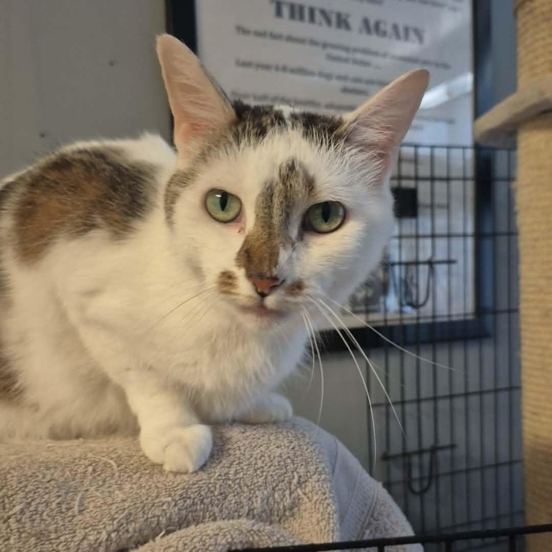 Enlarge Smudge, a ADOPTABLE Domestic Short Hair in Chatham, ON image 2/3