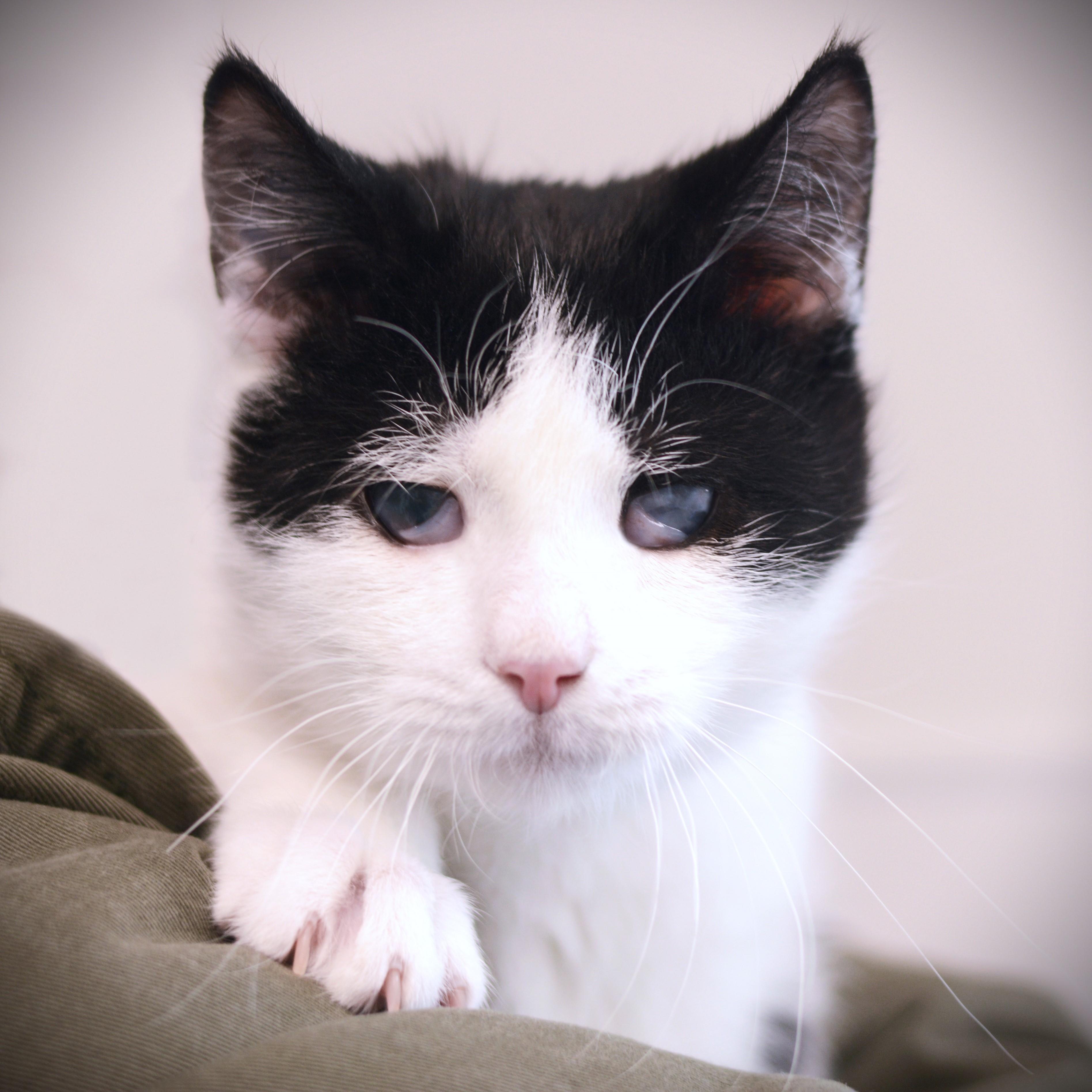 Enlarge Will, a ADOPTABLE Domestic Short Hair in Amsterdam, NY image 1/1