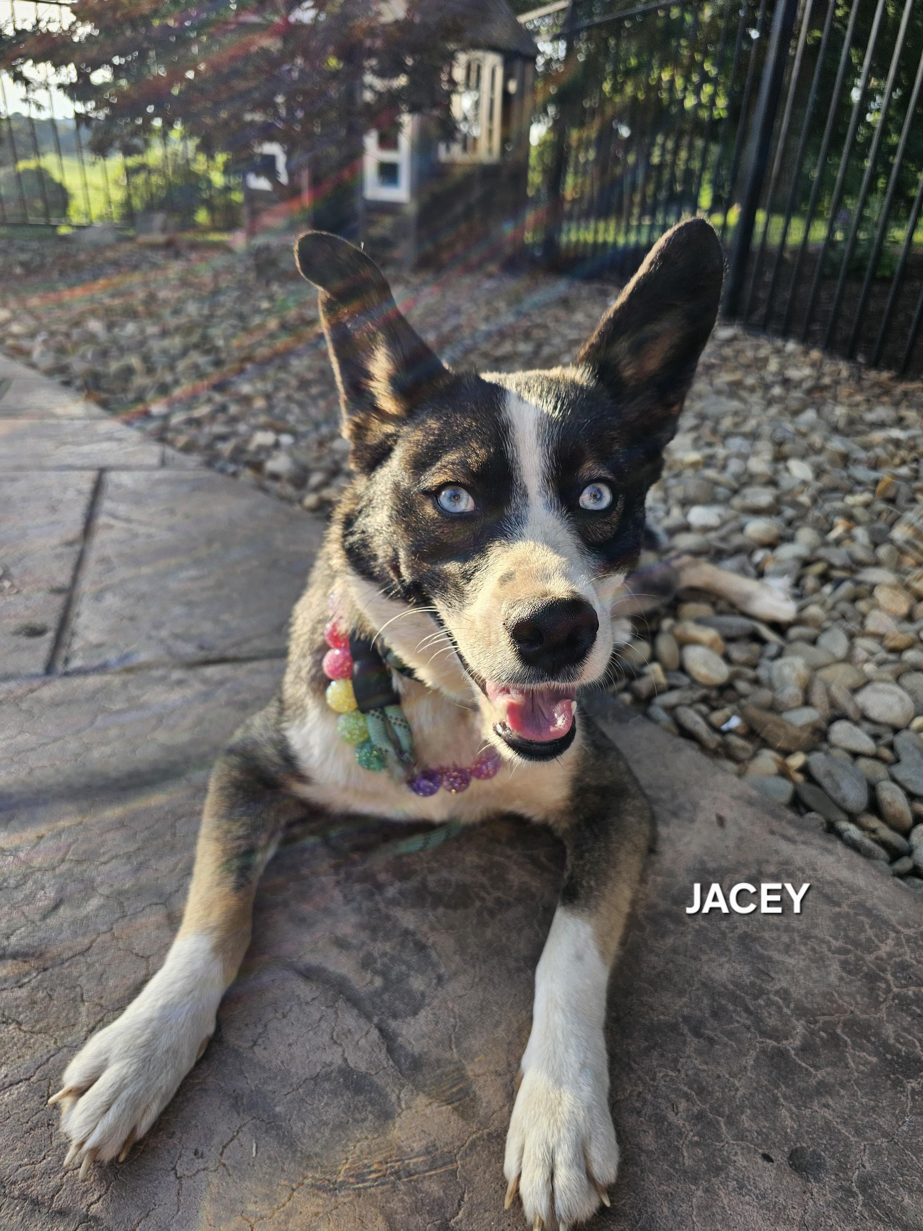 Enlarge Jacey, an adopted mixed breed in Cookeville, TN image 3/5