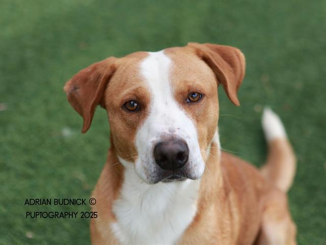 PENNYWISE, Adoptable, Young Male Mixed Breed.