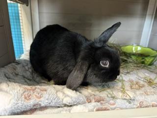 Willow Wisp, ADOPTABLE, Young Female Holland Lop.