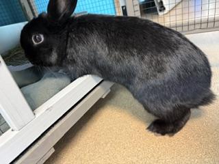Enlarge Willow Wisp, a ADOPTABLE Holland Lop in Brookings, SD image 2/3