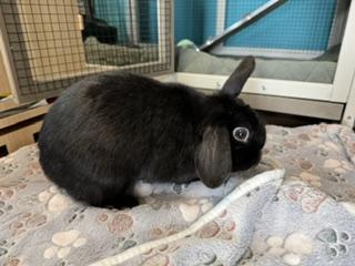 Enlarge Willow Wisp, a ADOPTABLE Holland Lop in Brookings, SD image 3/3