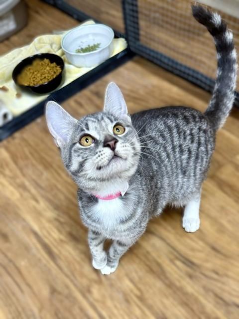 Jelly, adopted, Kitten Female Domestic Short Hair.