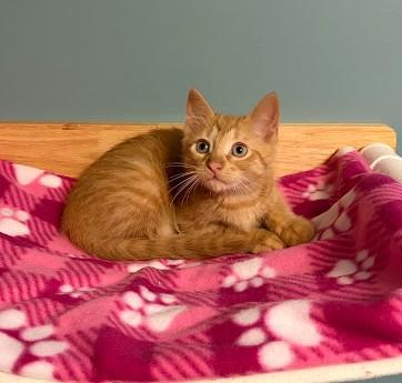 Enlarge Tigger, a Adoptable Domestic Short Hair in Andover, MN image 2/6