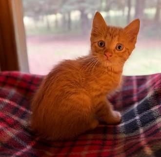 Enlarge Tigger, a Adoptable Domestic Short Hair in Andover, MN image 5/6