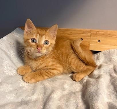 Enlarge Tigger, a Adoptable Domestic Short Hair in Andover, MN image 4/6