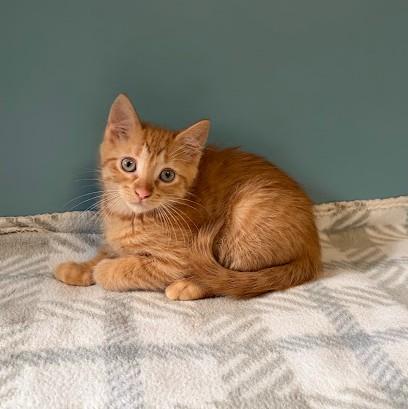 Enlarge Tigger, a Adoptable Domestic Short Hair in Andover, MN image 3/6
