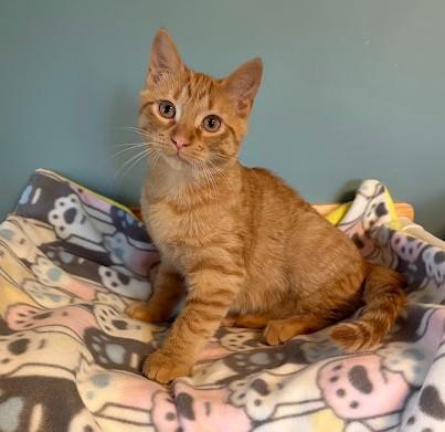 Tigger photo
