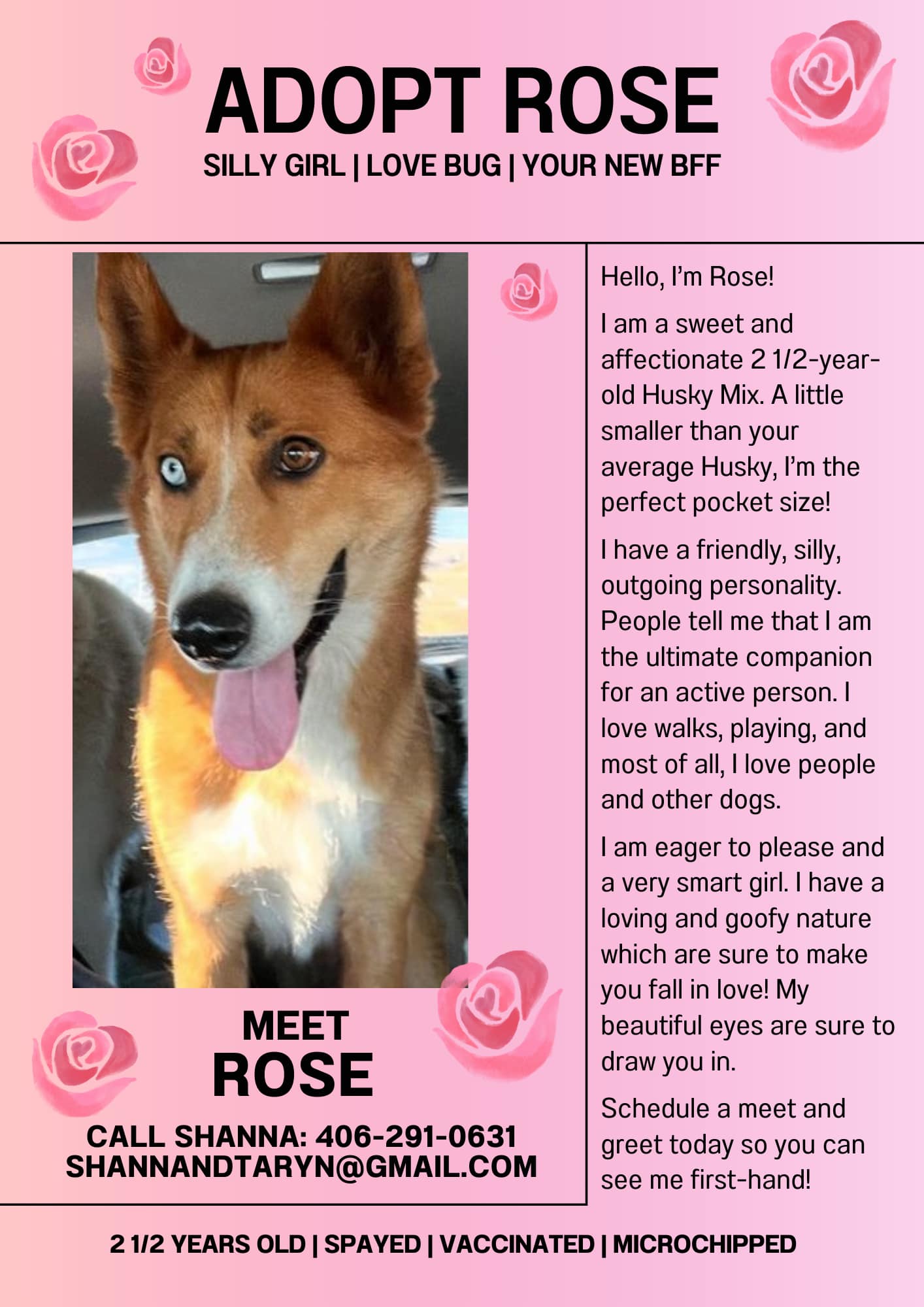 Enlarge Rose, a Adopted Husky in Eureka, MT image 1/1