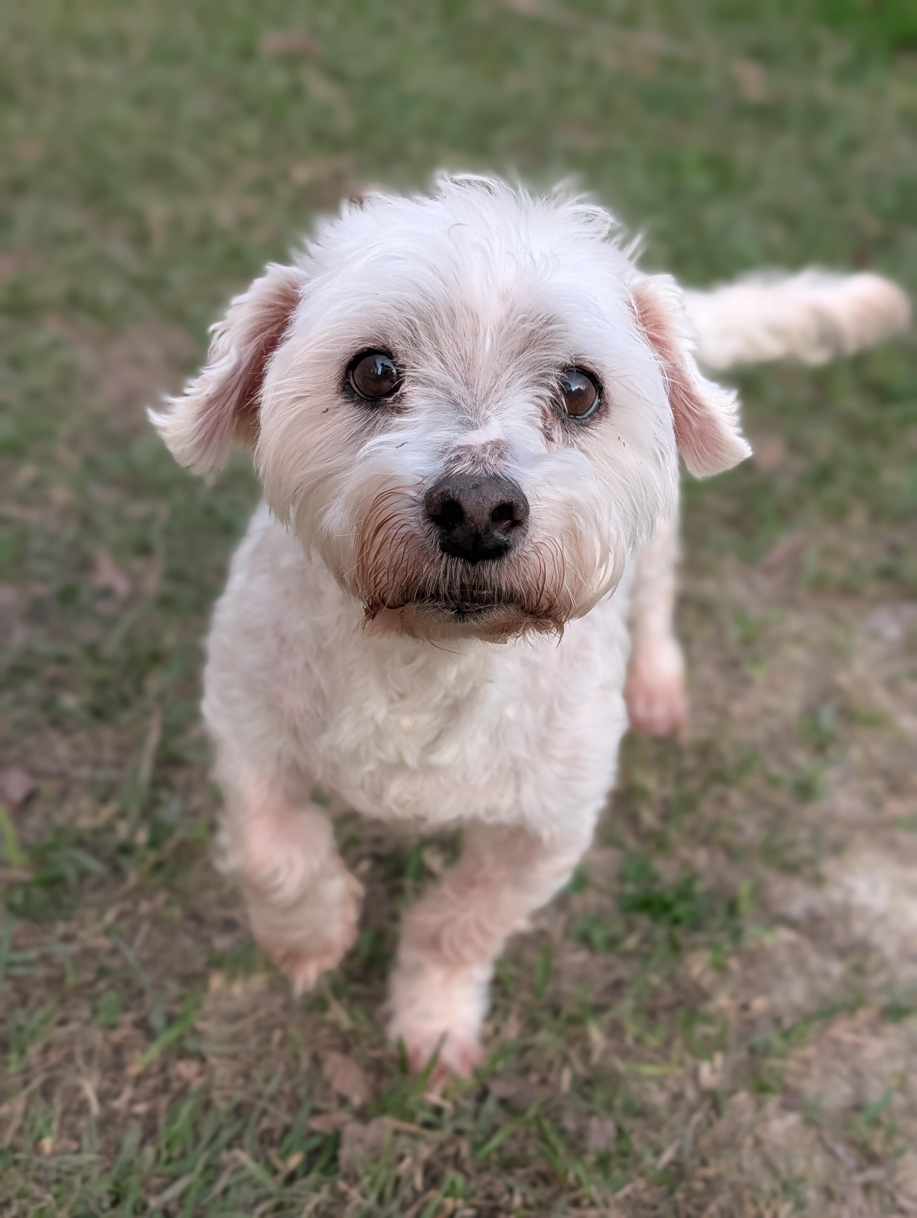 Enlarge Nico, a Adoptable mixed breed in Baton Rouge, LA image 3/4