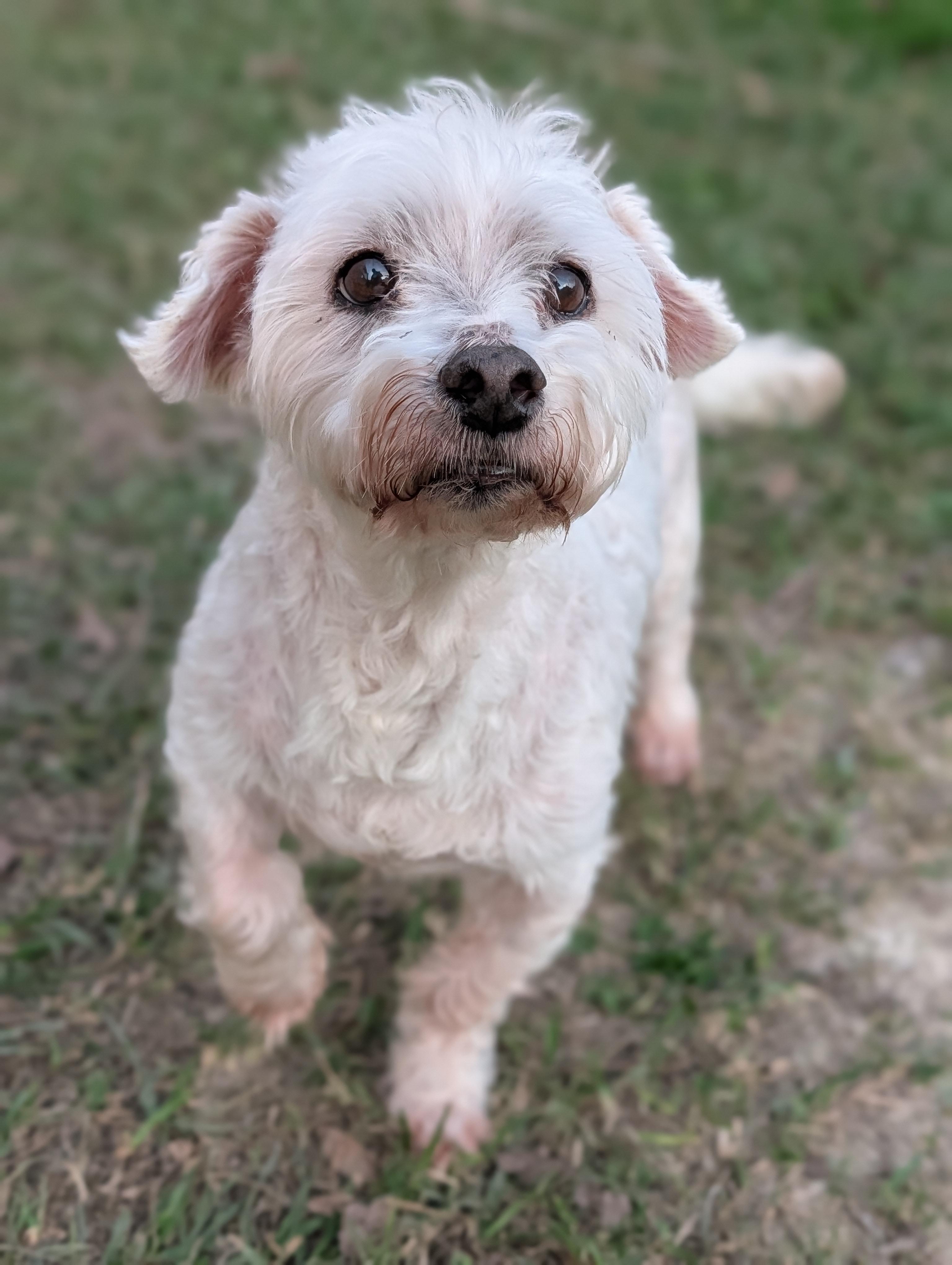 Enlarge Nico, a Adoptable mixed breed in Baton Rouge, LA image 4/4