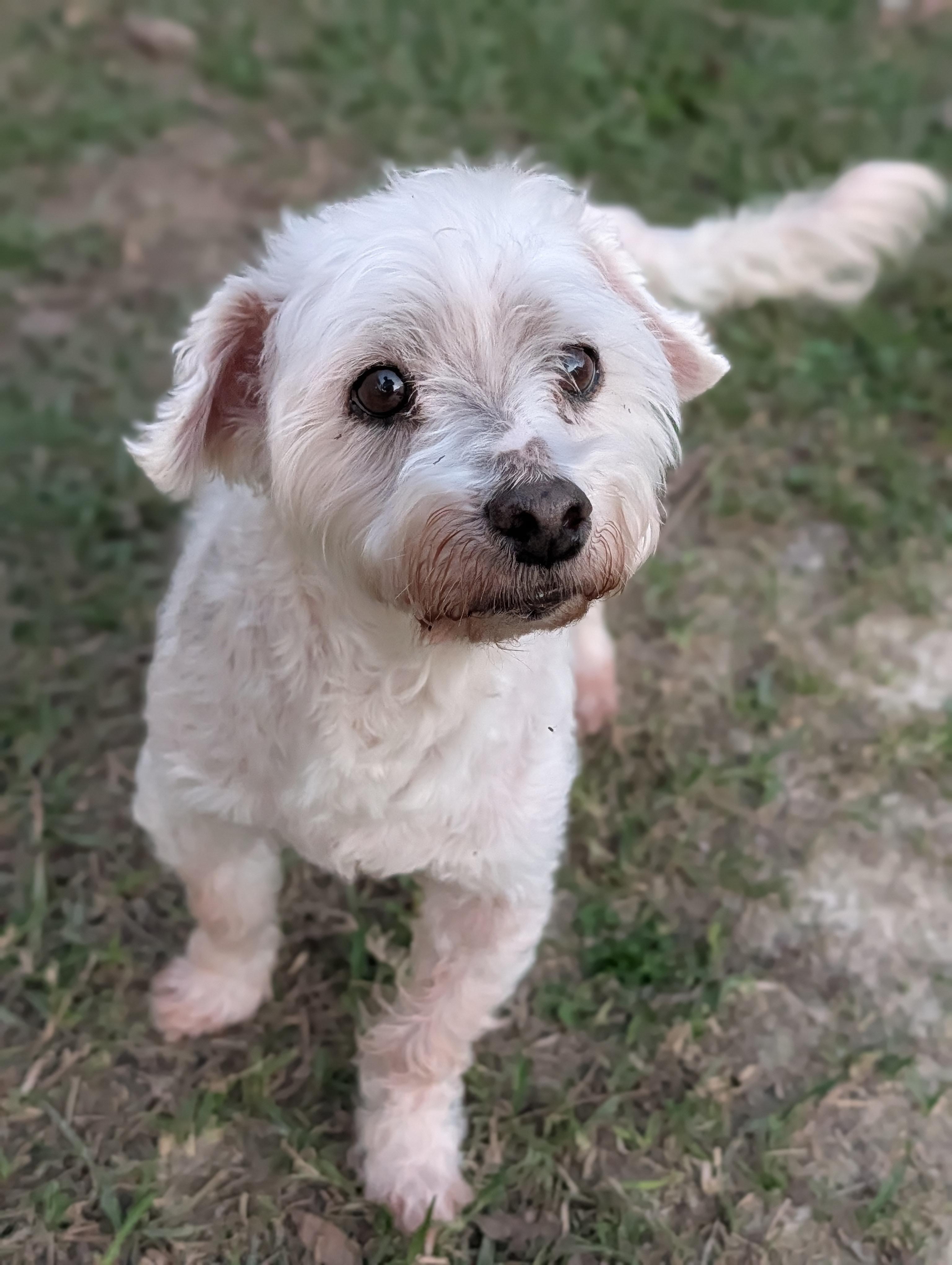 Nico, Adoptable, Senior Male Terrier & Poodle.