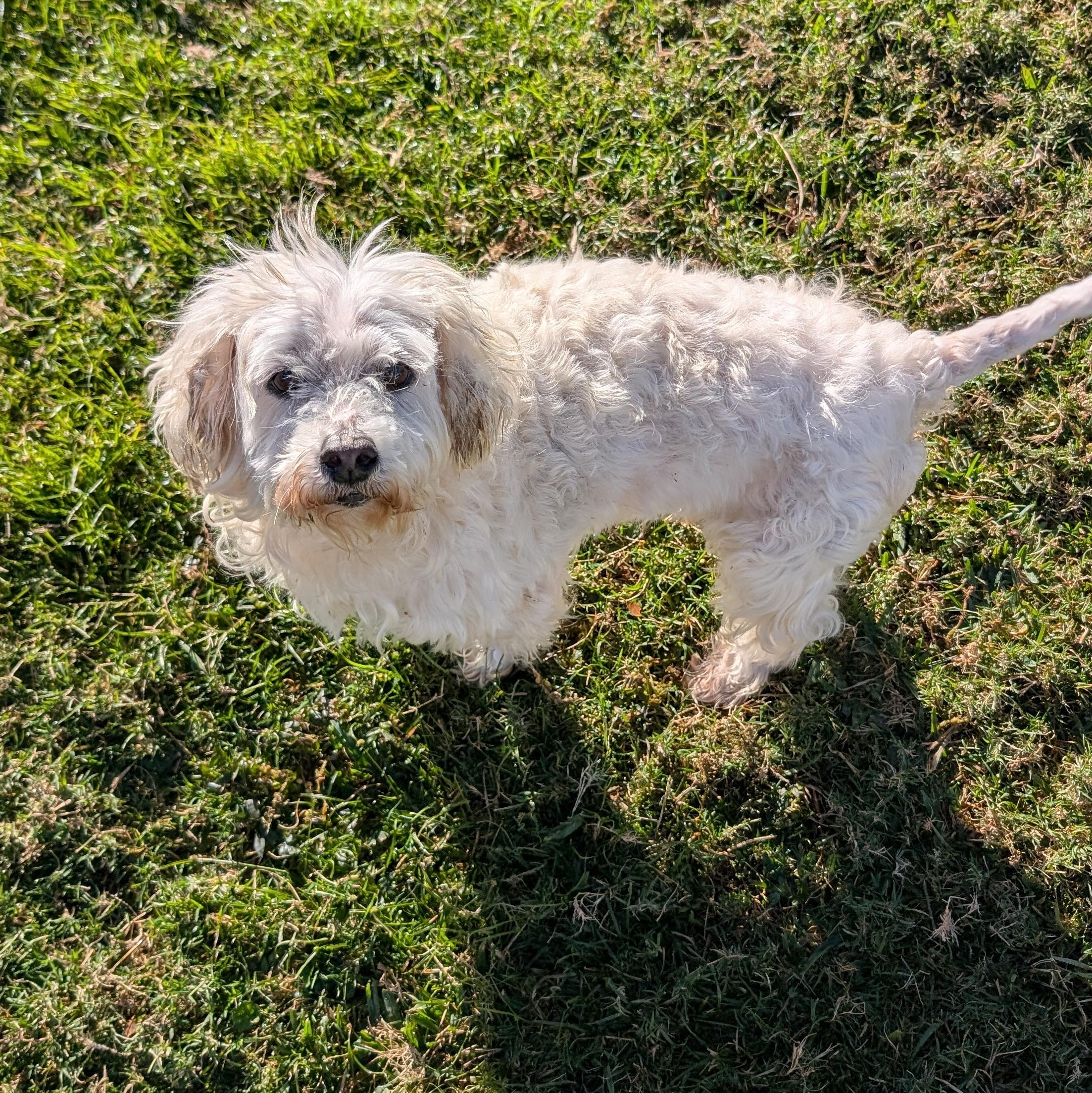 Enlarge Nico, a Adoptable mixed breed in Baton Rouge, LA image 2/4