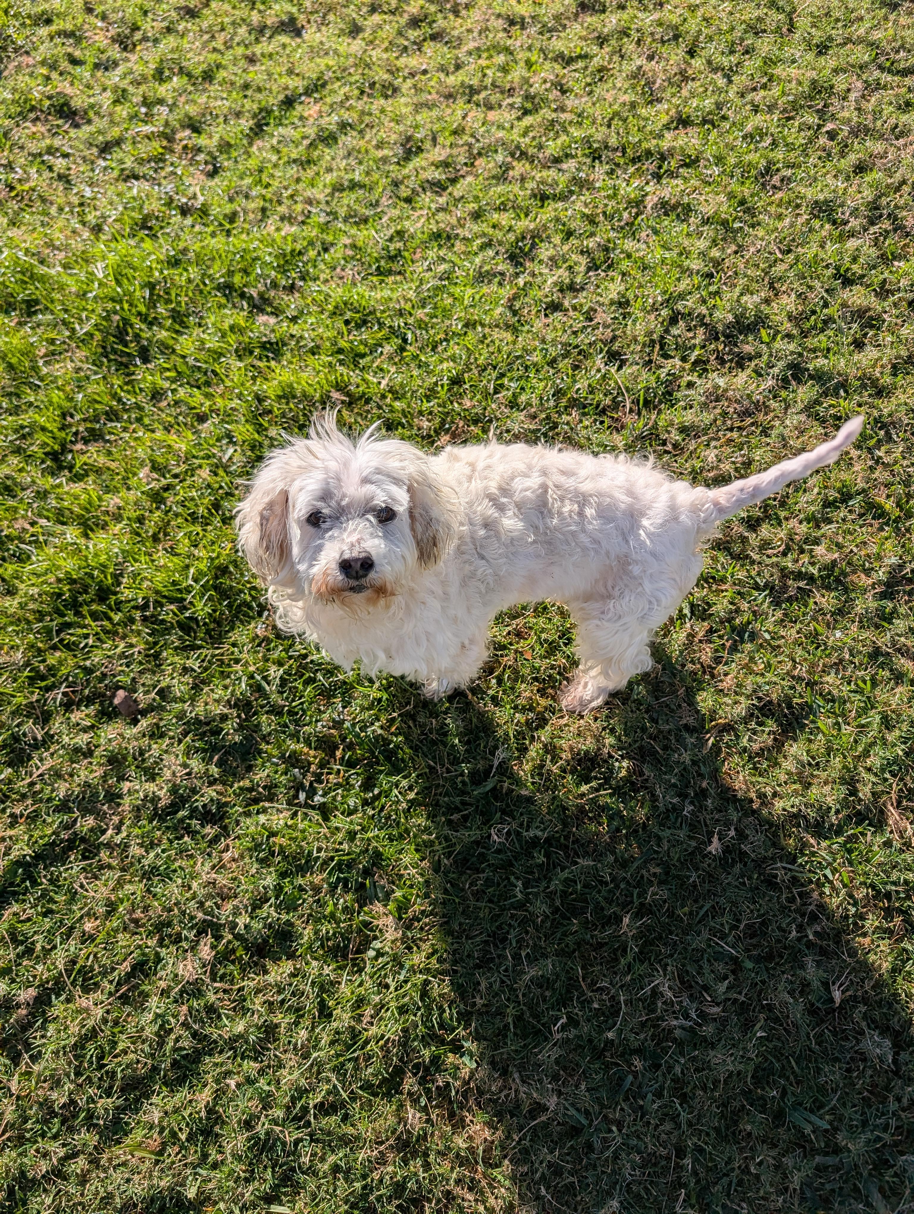 Nico, a Adoptable mixed breed in Baton Rouge, LA image 2/2