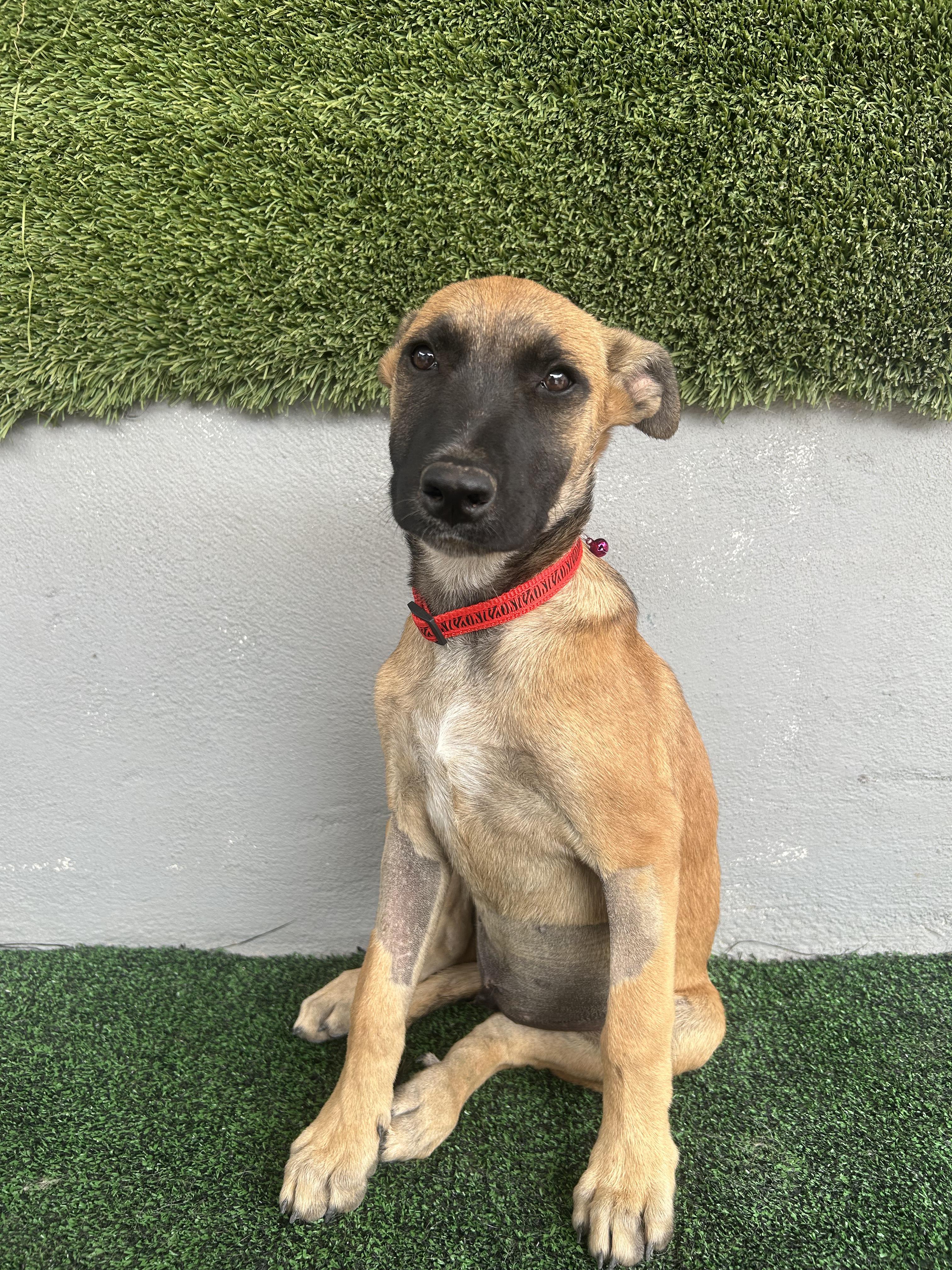 Enlarge Arya, a Adopted mixed breed in Tijuana, BCN image 3/4
