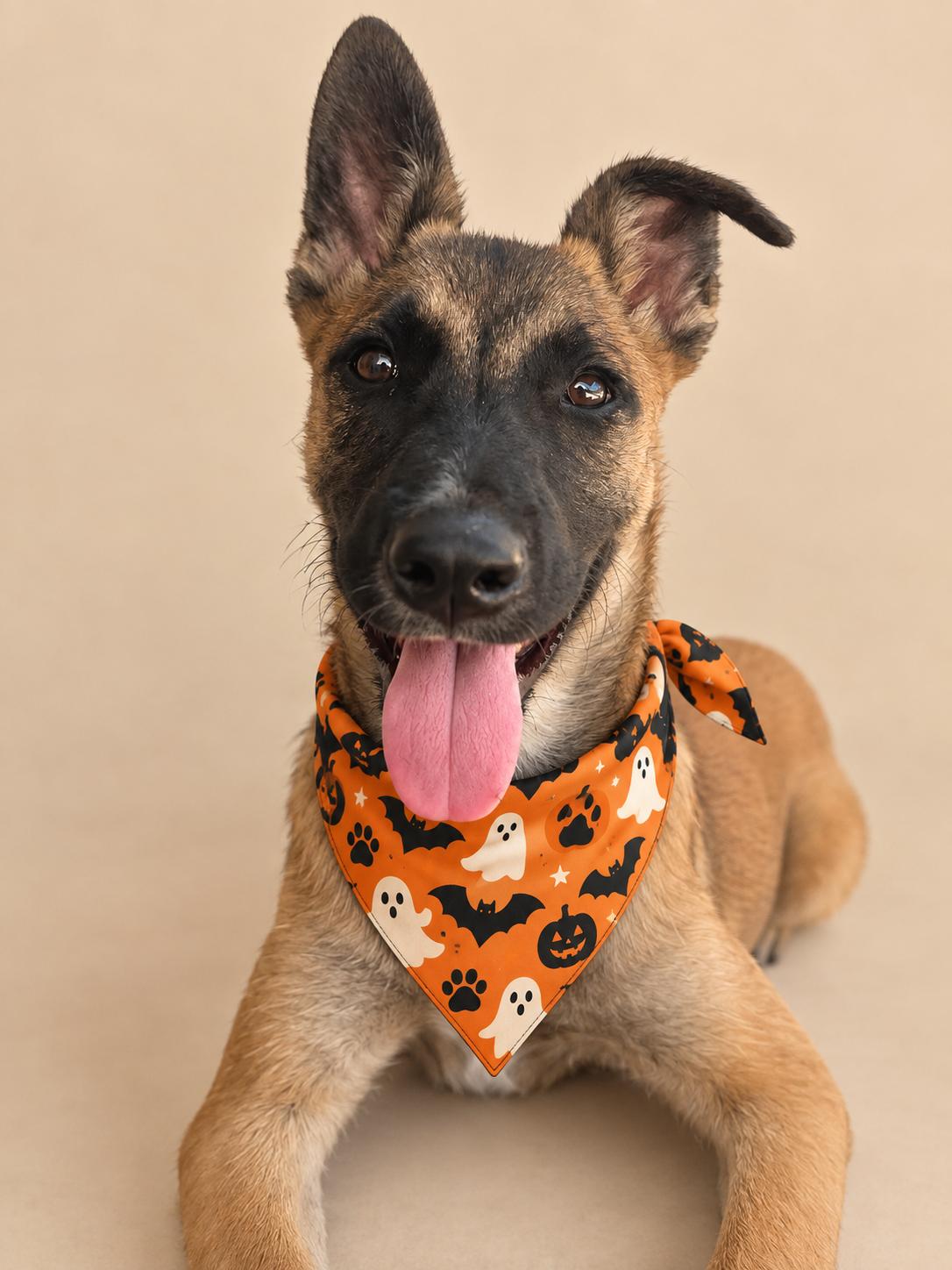 Arya, Adopted, Young Female German Shepherd Dog & Belgian Shepherd / Malinois.