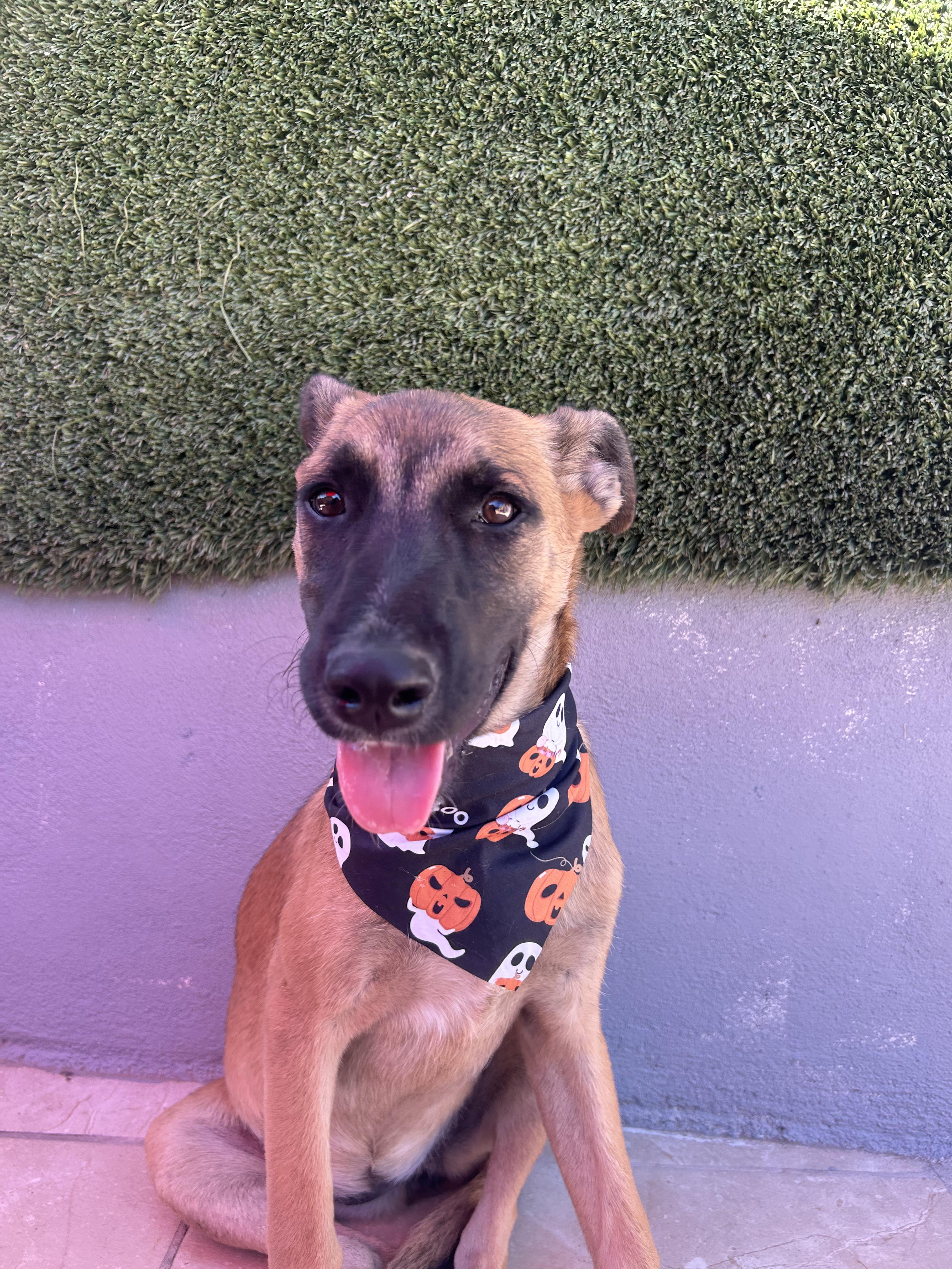 Enlarge Arya, a Adopted mixed breed in Tijuana, BCN image 4/4