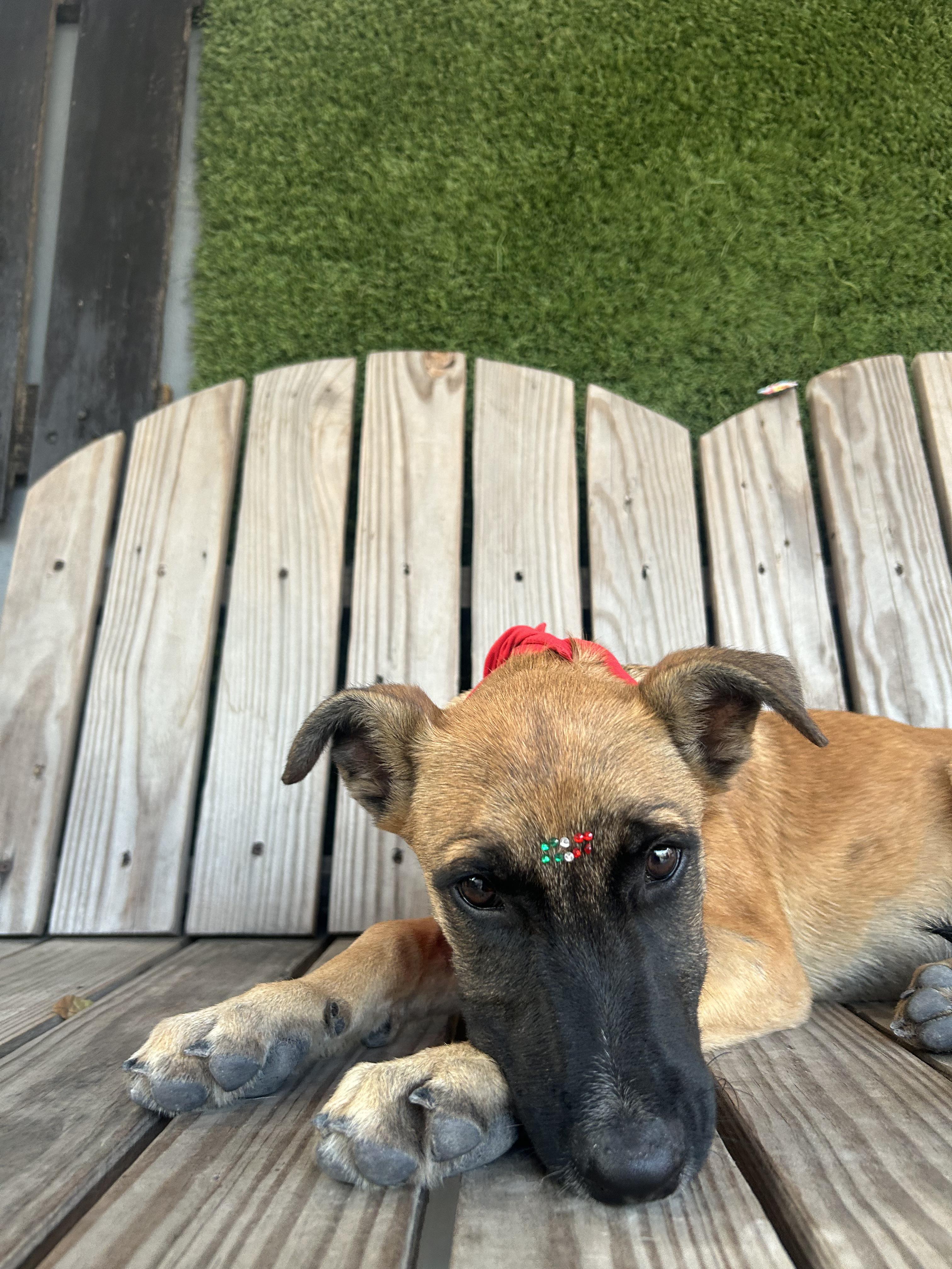 Enlarge Arya, a Adopted mixed breed in Tijuana, BCN image 2/4
