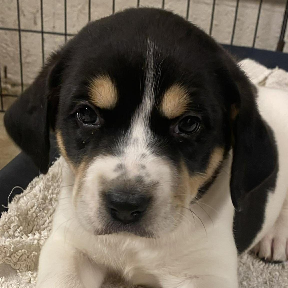 Lizzie, ADOPTABLE, Puppy Female Greater Swiss Mountain Dog & Labrador Retriever.