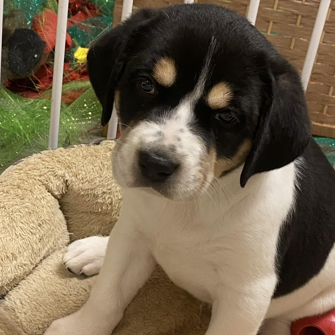 Enlarge Lizzie, a ADOPTABLE mixed breed in Colchester, CT image 2/6