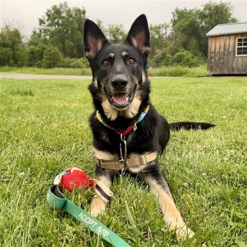 Freya, Adoptable, Young Female German Shepherd Dog.