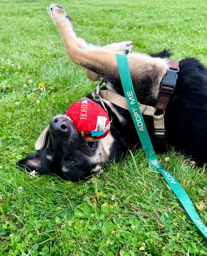 Freya, Adoptable, Young Female German Shepherd Dog.