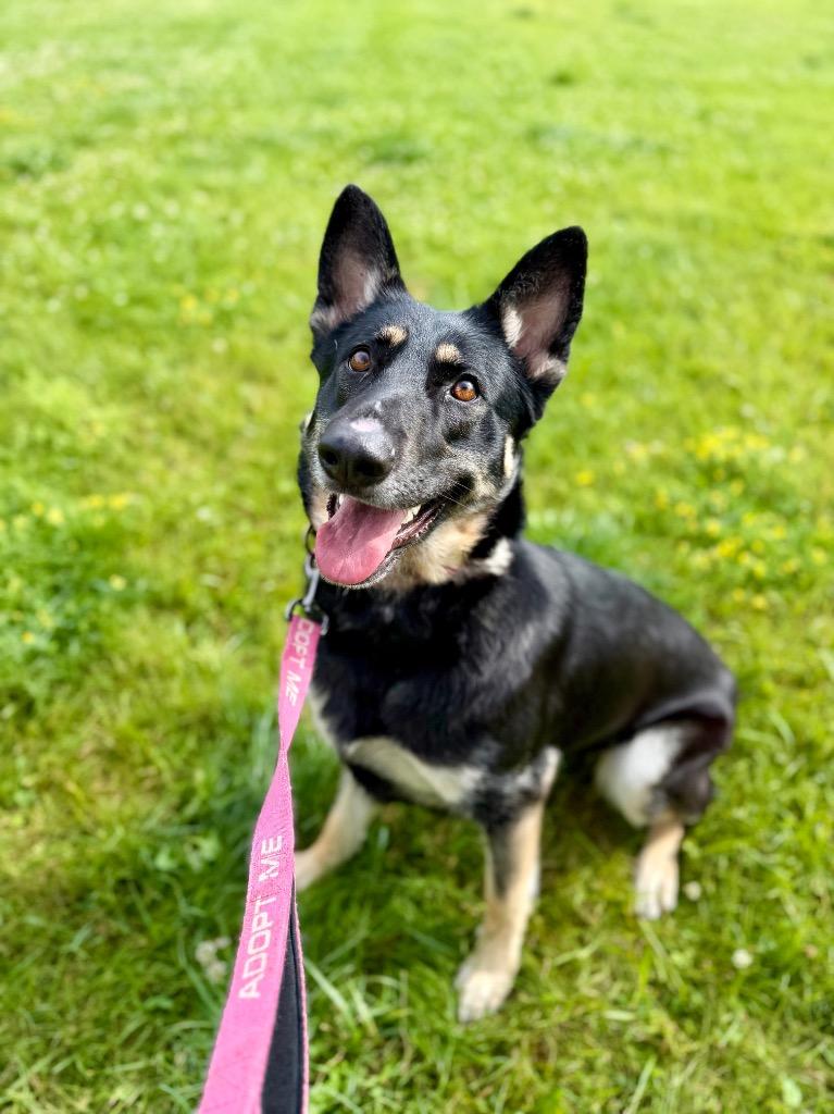Freya, a Adoptable mixed breed in Gloversville, NY image 2/4