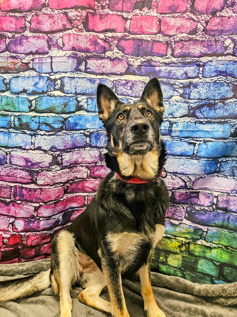 Enlarge Freya, a Adoptable mixed breed in Gloversville, NY image 4/5