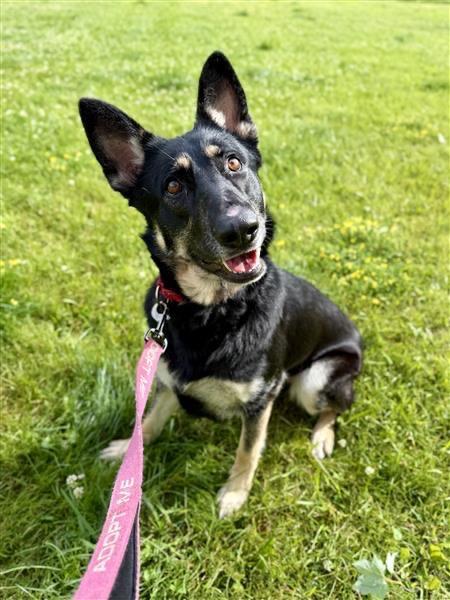 Freya, a Adoptable mixed breed in Gloversville, NY image 3/4