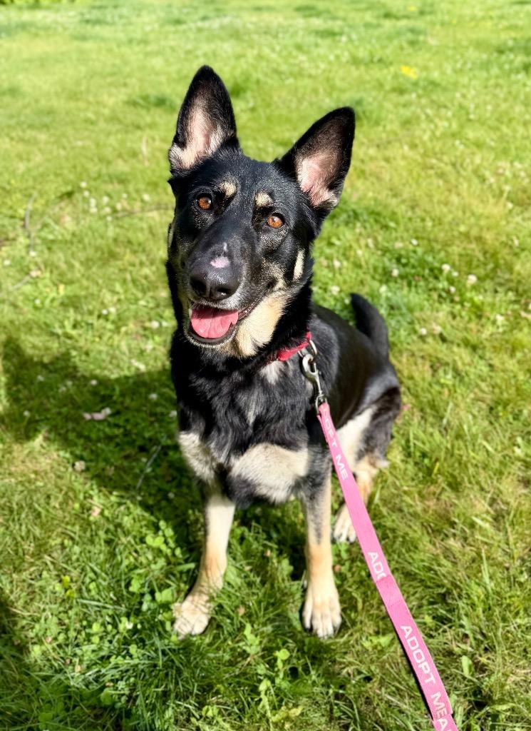 Freya, a Adoptable mixed breed in Gloversville, NY image 4/4