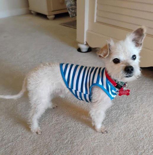 Enlarge Willy, a Adoptable mixed breed in San Diego, CA image 2/3