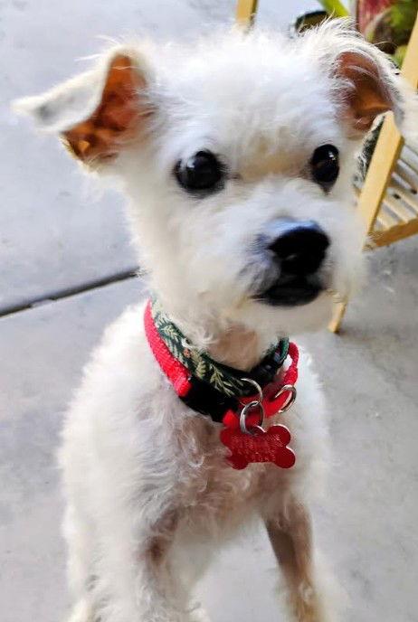 Enlarge Willy, a Adoptable mixed breed in San Diego, CA image 3/3