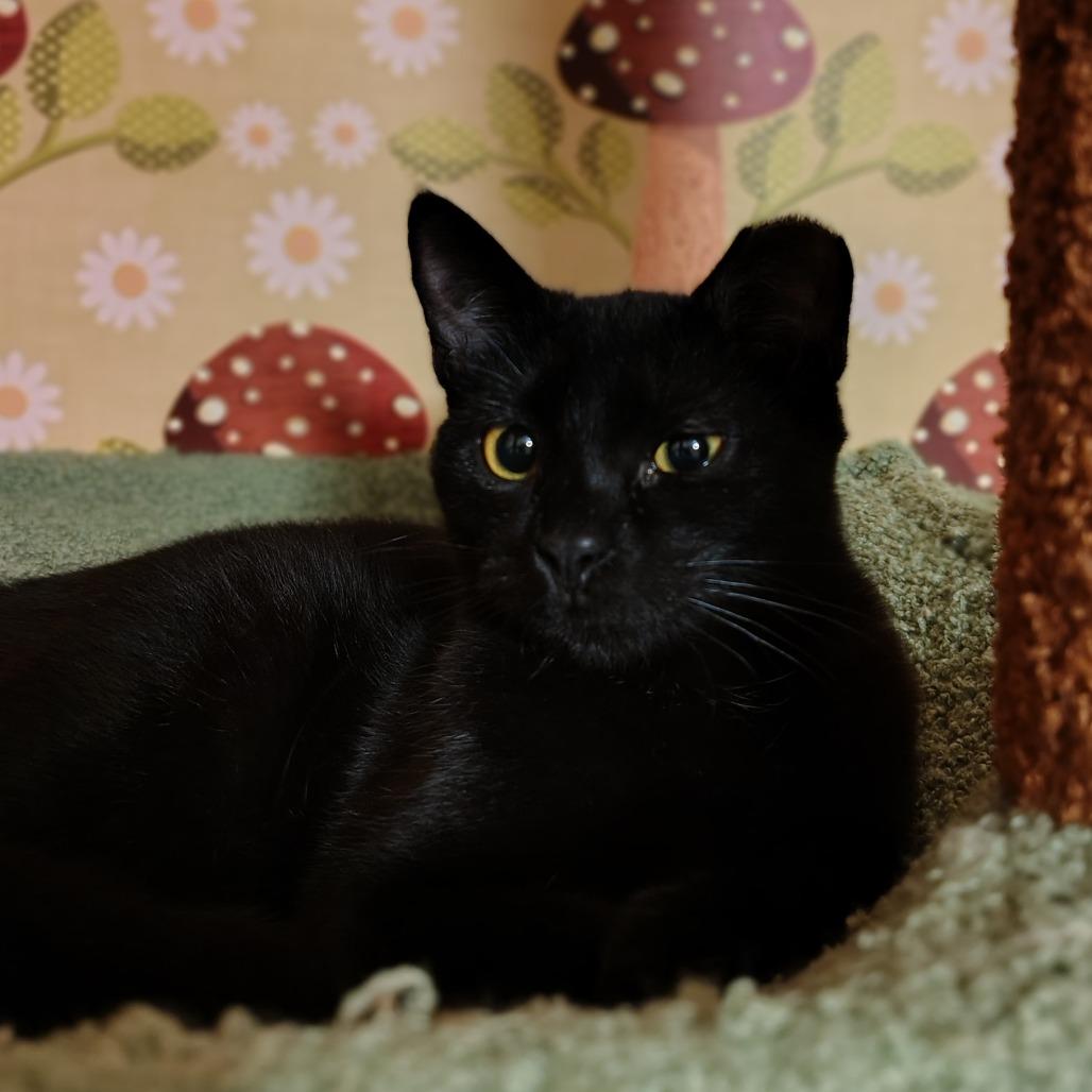 Watson, Adoptable, Young Female Domestic Short Hair.