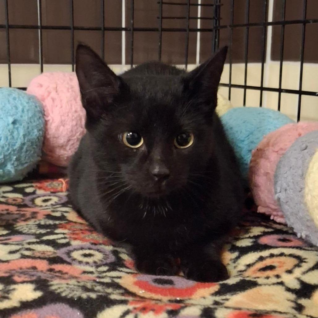 Enlarge Watson, a Adoptable Domestic Short Hair in Titusville, FL image 2/2