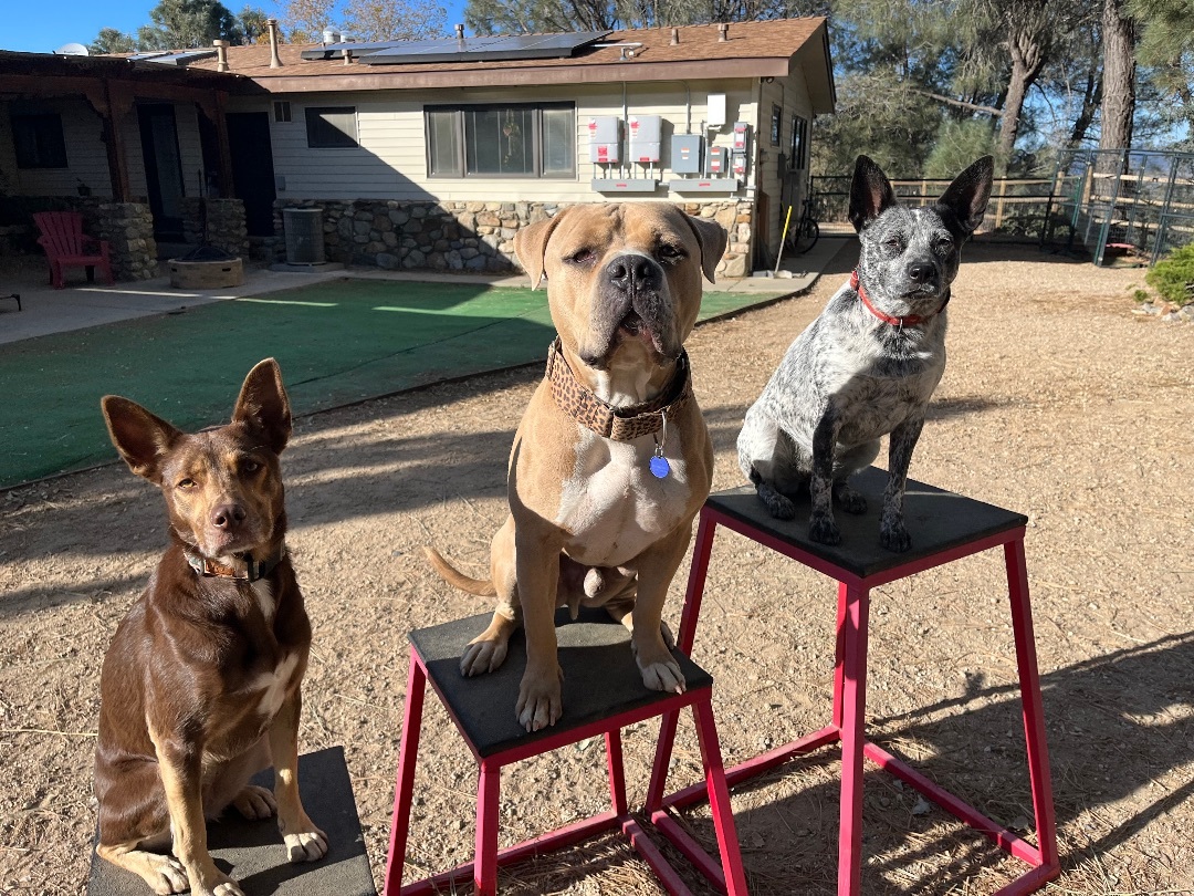 Brody, Adoptable, Adult Male Mastiff & Pit Bull Terrier.