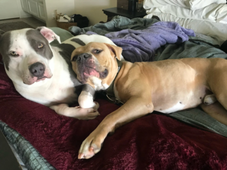 Brody, a Adoptable mixed breed in La Habra, CA image 2/6