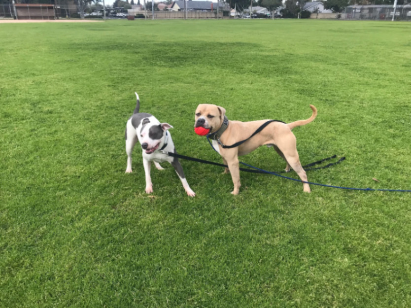 Brody, a Adoptable mixed breed in La Habra, CA image 3/6
