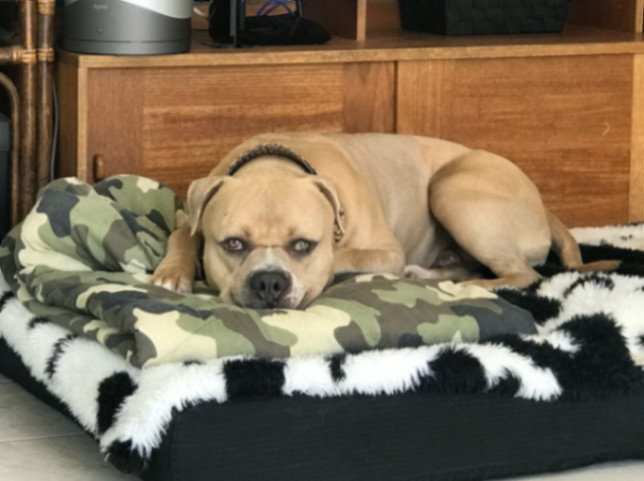 Brody, a Adoptable mixed breed in La Habra, CA image 4/6