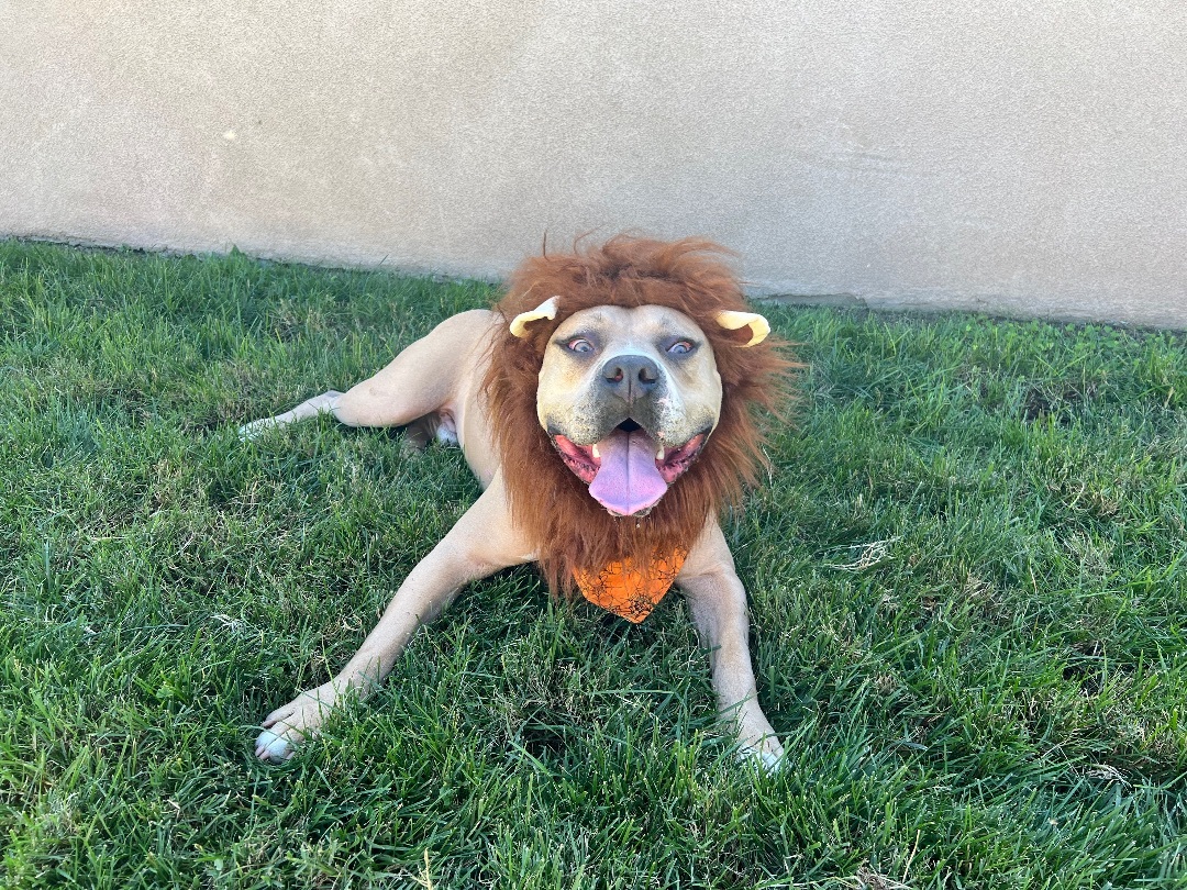 Brody, a Adoptable mixed breed in La Habra, CA image 5/6