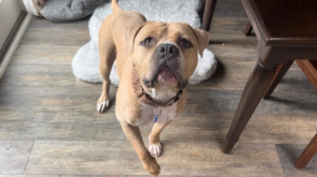 Brody, a Adoptable mixed breed in La Habra, CA image 6/6