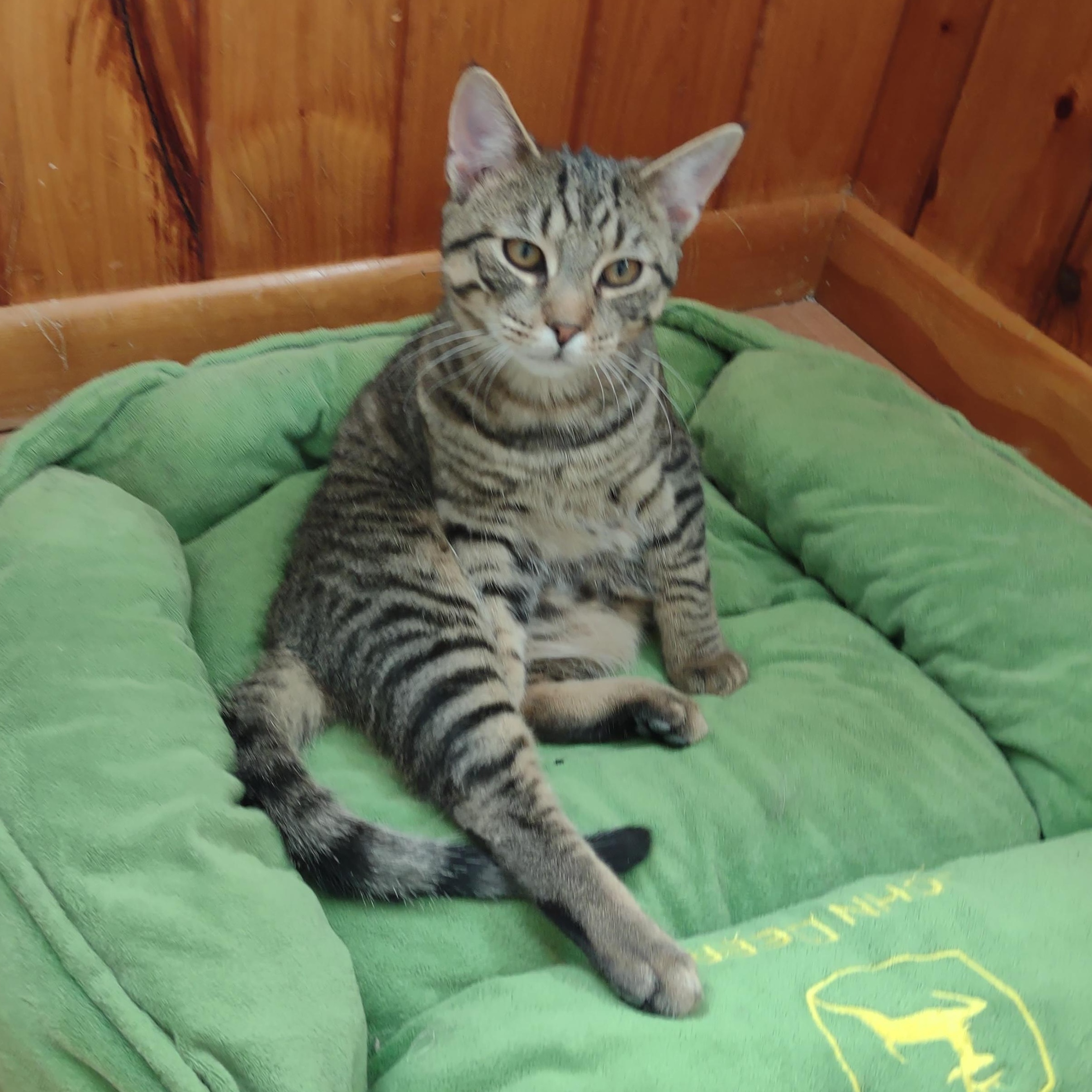 Enlarge Sunkist, a Adoptable mixed breed in Montour Falls, NY image 1/3