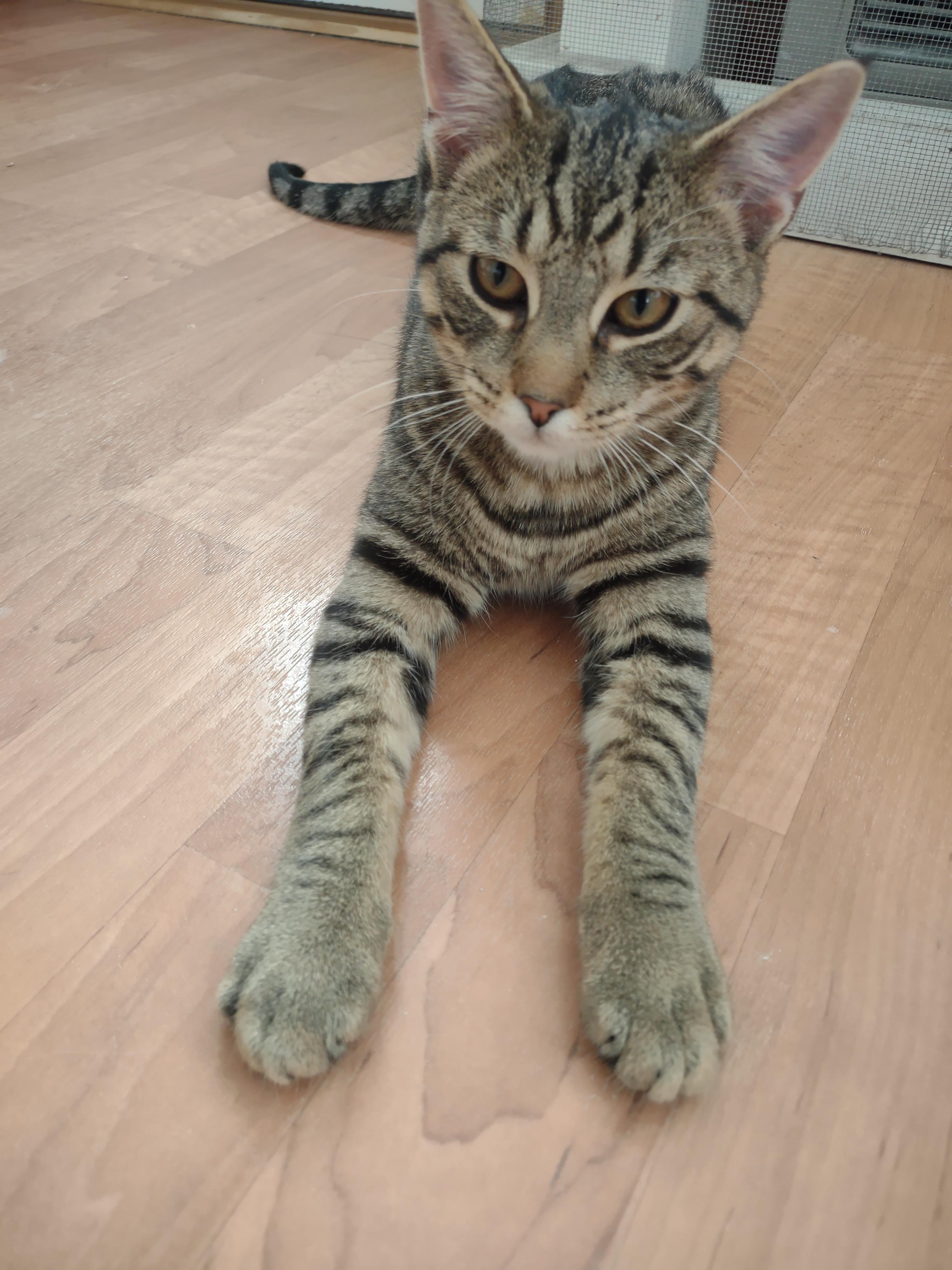 Enlarge Sunkist, a Adoptable mixed breed in Montour Falls, NY image 3/3