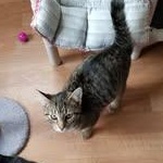 Sunkist, Adoptable, Kitten Male Tabby & Domestic Short Hair.