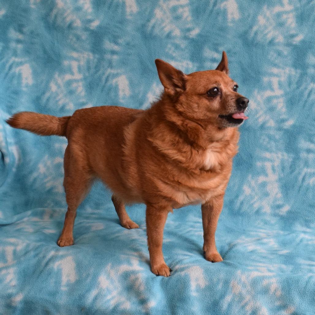 Carly, Adoptable, Senior Female Chihuahua & Pomeranian.