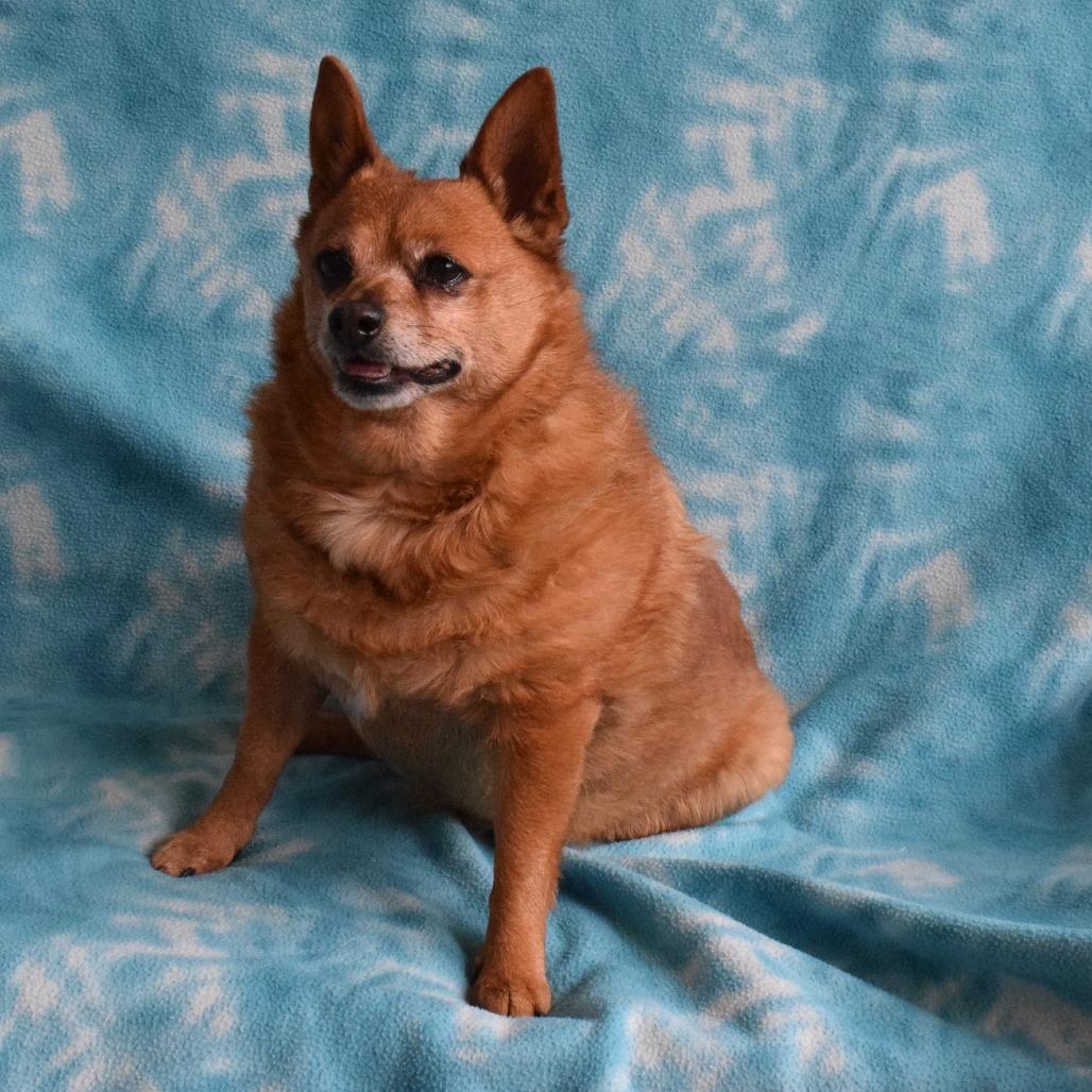 Enlarge Carly, a Adoptable mixed breed in Eureka, CA image 2/4