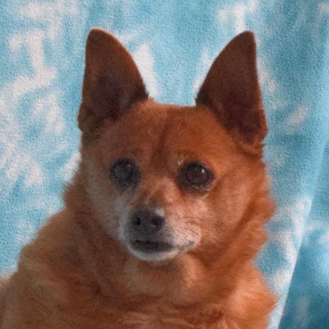 Enlarge Carly, a Adoptable mixed breed in Eureka, CA image 3/4